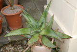 Aloe ferox RCP8-09 085.jpg
